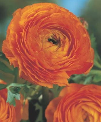 ranunkulus-pomaranczowy.JPG