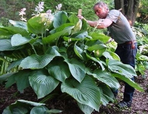 Przejdź do produktu Hosta funkia olbrzymia T-REX kłącze sadzonka