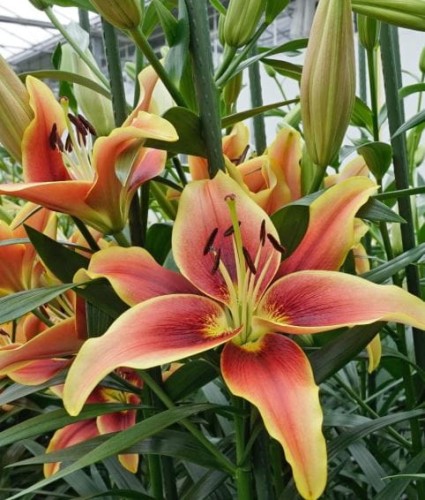 Przejdź do produktu Lilia azjatycko orientalna AOA AVALON SUNSET 5szt  0088