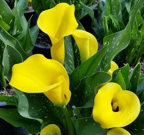 Przejdź do produktu Kalia zantedeschia calla żółta cebulki Summer Sun 3szt