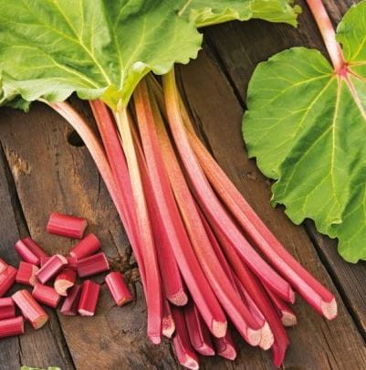 Przejdź do produktu Rabarbar sadzonki kłącza Red Champagne 3szt