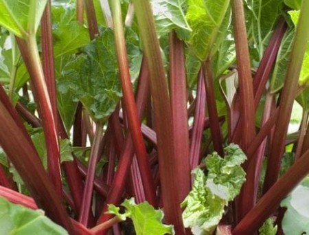 czerwony-rabarbar_2.JPG