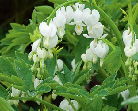 serduszka-biala-dicentra.JPG