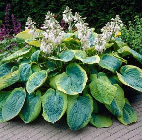 Przejdź do produktu Funkia hosta Frances William kłącze sadzonka