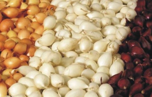 Przejdź do produktu Cebula dymka żółta czerwona biała zestaw 1kg