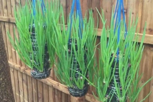 Przejdź do produktu Szczypiorek z cebuli cebula na szczypior 0,5kg 