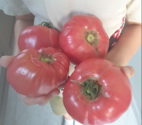 Przejdź do produktu Smaczny pomidor malinowy olbrzym typ PINK KING VP1 F1 0,1g VILMORIN