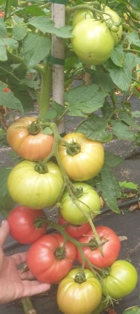 pomidor-malinowy-olbrzym-smaczny-pink-king-vilmorin.JPG