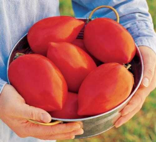 Przejdź do produktu Pomidor olbrzymi wysoki Big Mama F1 0,1g VILMORIN