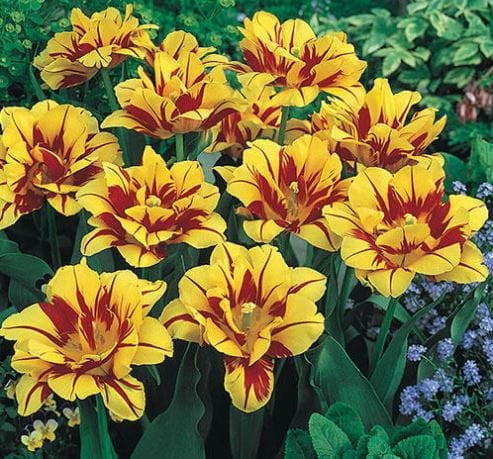 Przejdź do produktu 1350 TULIPAN TULIPANY MONSELLA PEŁNY ZESTAW 20 SZT W-WA