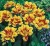 tulipny-pelne-monsella-cebule-tulipanow.JPG