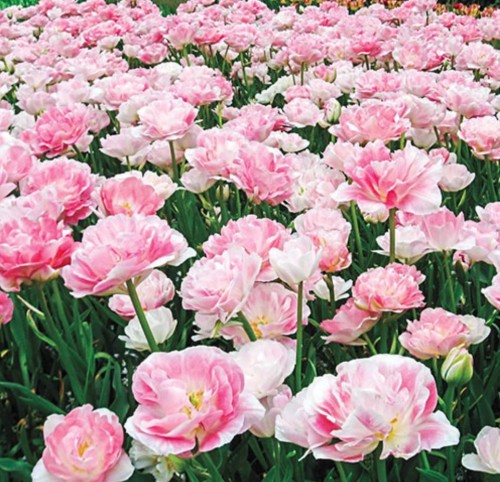 Przejdź do produktu Tulipany pełne Foxtrot zmieniają kolor 20szt cebulki tulipanów 1380  