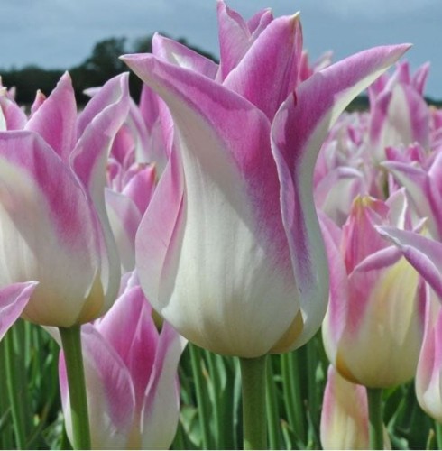 Przejdź do produktu Tulipan liliokształtny Elegant Lady 20 sztuk cebul 1415