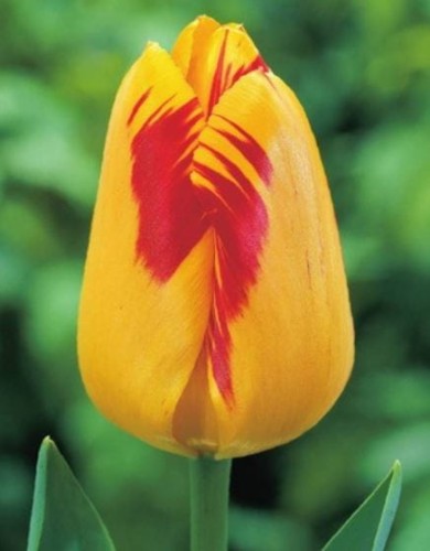 Przejdź do produktu Tulipany Darwina Olympic Flame 20szt cebulki tulipanów 1270