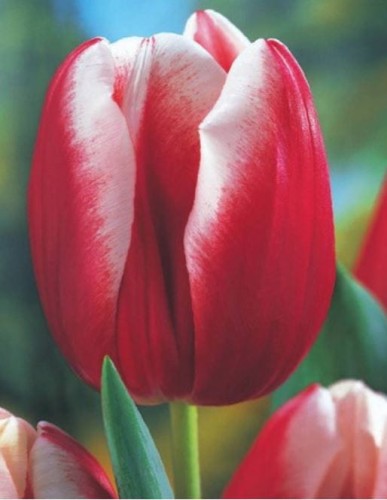 Przejdź do produktu Tulipany czerwone Leen van der Mark cebulki tulipanów 20szt 1284