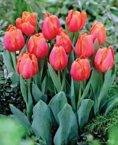 Przejdź do produktu Różowe tulipany triumph Jimmy 20szt cebulki tulipanów 1286