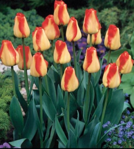 Przejdź do produktu Tulipany Darwina American Dream 20szt cebulki tulipanów 1292