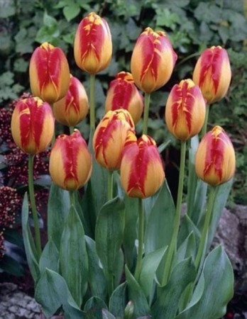 tulipany-darwina-banja-luka-cebulki-tulipanow.JPG