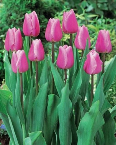 Przejdź do produktu Różowe tulipany wczesne Aafke cebulki tulipanów 20szt 1297