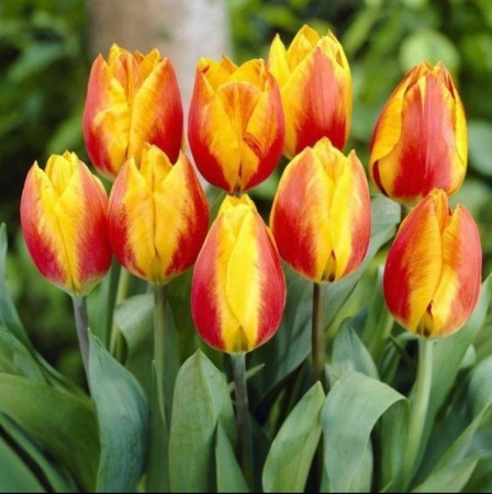tulipany-triumph-czerwono-zolte.JPG