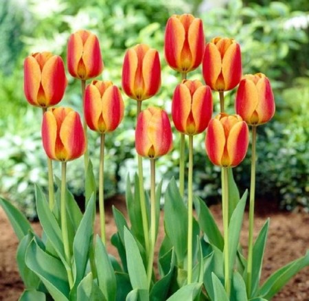 tulipany-darwina-zolto-czerwony.JPG