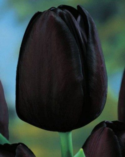 Przejdź do produktu Czarne tulipany Queen of Night 20szt cebulki tulipanów 1314