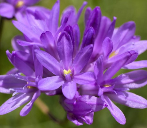 Przejdź do produktu Dichelostemma congestum fioletowa 20 cebul 1828