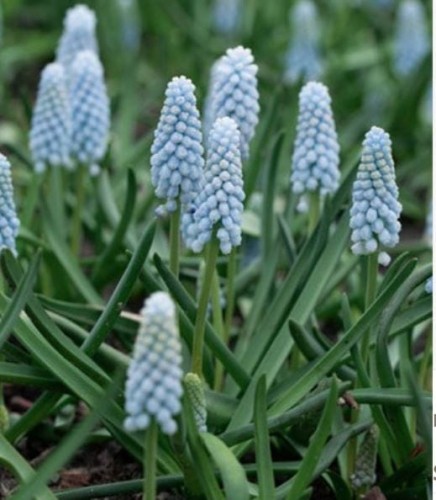 Przejdź do produktu Szafirki niebieskie 20 szt cebul Muscari Babys Breath 1839