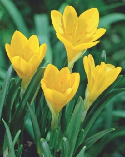 Przejdź do produktu Zimowit żółty sternbergia lutea 5szt 1862