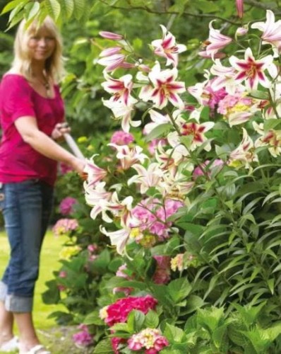 Przejdź do produktu Lilia drzewiasta  ALTARI 3szt 0075