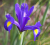 irys.PNG