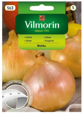 cebula-wloska-nasiona-na-tasmie-vilmorin.JPG