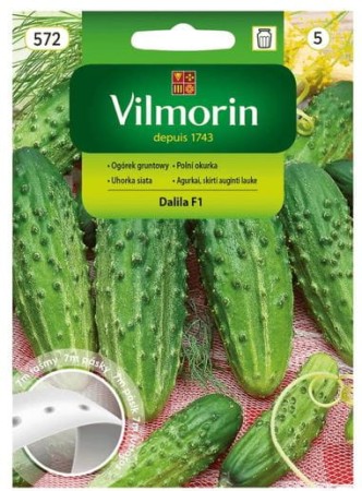 ogorek-gruntowy-dalia-nasiona-na-tasmie-7m-vilmorin.JPG