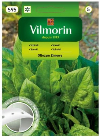 szpinak-olbrzym-zimowy-vilmorin.JPG
