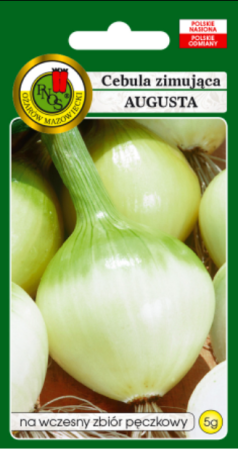 cebula-zimujaca-augusta.PNG