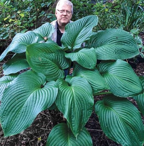 Przejdź do produktu Funkia hosta BIG DADDY wysoka sadzonka kłącze