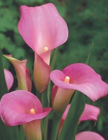 Przejdź do produktu Kalia zantedeschia calla różowa cebulki Auckland 3szt