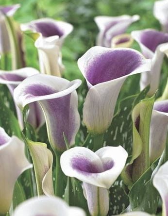 Przejdź do produktu Kalia zantedeschia calla fioletowa cebulki Picasso 3szt