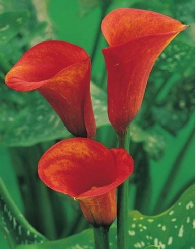 Przejdź do produktu Kalia zantedeschia calla MANGO pomarańczowa cebulki 3szt 