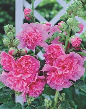 Przejdź do produktu Malwa ogrodowa różowa pełna kłącza cebulki 3szt