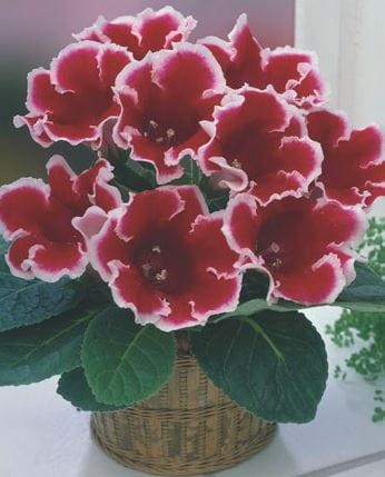 Przejdź do produktu Gloksynia doniczkowa cebulki Kaiser Friedrich 3 szt. 0324