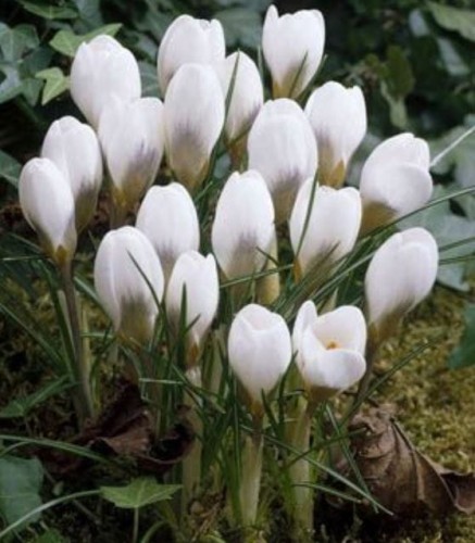 Przejdź do produktu KROKUS SNOWBUNTING cebulki krokusów białych 50szt 1226