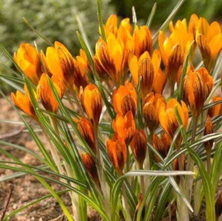 Przejdź do produktu Krokus pomarańczowy 30szt Orange cebulki niespotykany kolor