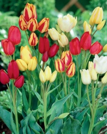 tulipany-rodzinne-wielokwiatowe.JPG