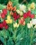 tulipany-rodzinne-wielokwiatowe.JPG