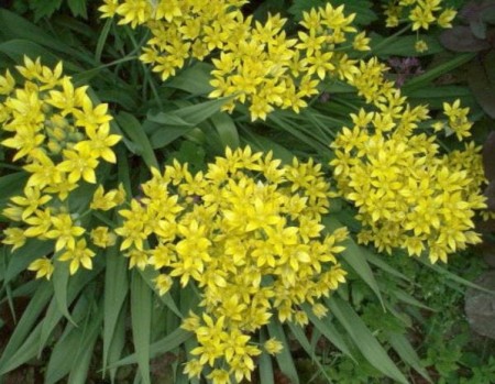 allium-moly-czosnek-ozdobny.JPG