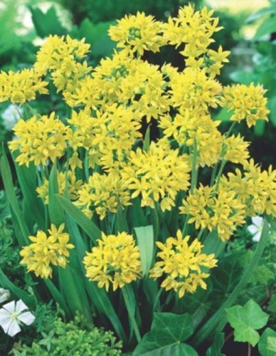 Przejdź do produktu Allium moly czosnek żółty niski ozdobny cebulki 30 szt. 1804