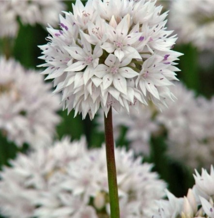 allium-gracefull.JPG