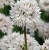 allium-gracefull.JPG