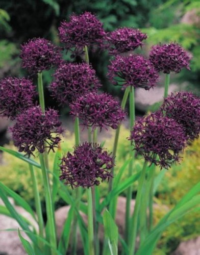 Przejdź do produktu Allium Atropurpureum czosnek ozdobny 10szt 60cm 1810